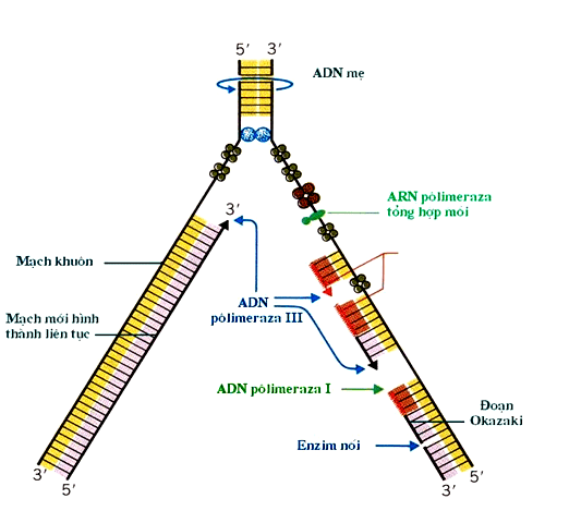 Nguyên liệu của quá trình nhân đôi ADN