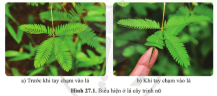 Em có nhận xét gì khi quan sát lá cây trinh nữ ở hình 27.1a và hình 27.1b?
