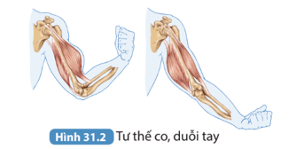 Quan sát Hình 31.2, so sánh tư thế của tay khi cơ co và dãn